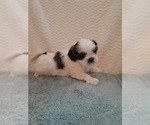 Small Photo #2 Shih Tzu Puppy For Sale in ALLENSVILLE, KY, USA