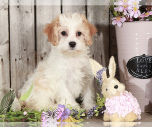 Cavachon Puppy for sale in MOUNT VERNON, OH, USA