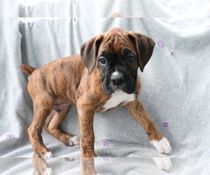 Boxer Puppy for sale in SHILOH, OH, USA