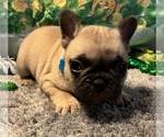 Small Photo #12 French Bulldog Puppy For Sale in BOLIVAR, MO, USA