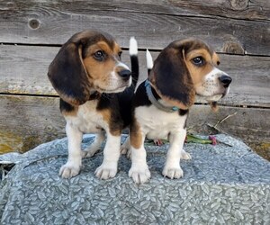 Australian Shepherd Puppy for sale in EVERETT, WA, USA