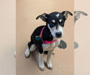 English Foxhound-Unknown Mix Dogs for adoption in Plano, TX, USA