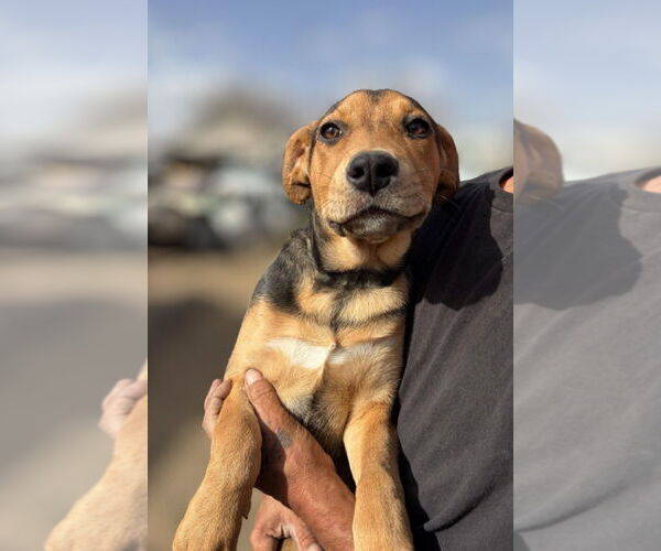 Medium Photo #6 Labrador Retriever-Unknown Mix Puppy For Sale in Grafton, WI, USA