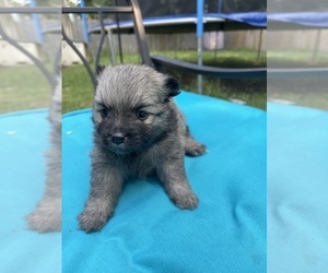 Miniature Spitz Puppy for sale in VIRGINIA BCH, VA, USA