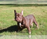 Puppy Puppy 3 French Bulldog