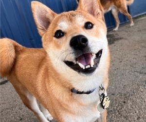 Shiba Inu Dog for Adoption in MOORE, South Carolina USA