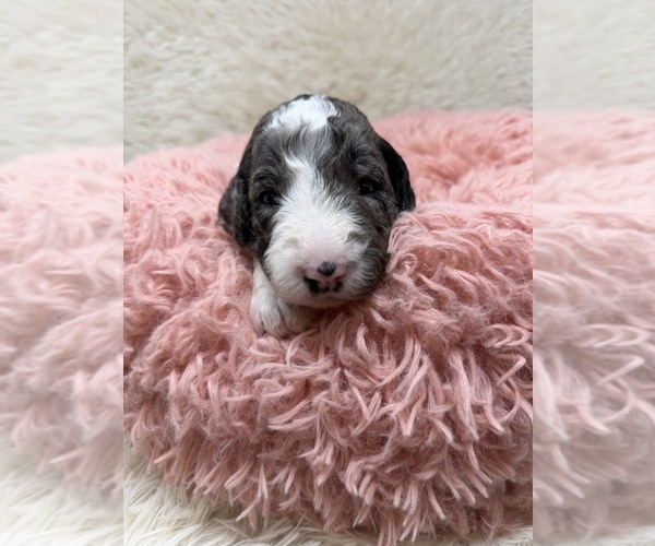 Medium Photo #30 Goldendoodle Puppy For Sale in PIERSON, FL, USA