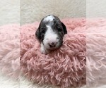 Small #1 Goldendoodle