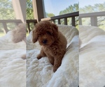 Small #3 Goldendoodle mix (+ Poodle Miniature)