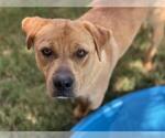 Small #1 Labrador Retriever Mix