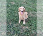 Small Photo #1 Golden Retriever Puppy For Sale in NORWOOD, MO, USA