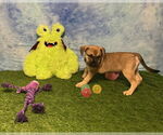Small #2 American Pit Bull Terrier Mix