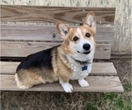 Small #5 Pembroke Welsh Corgi
