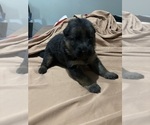 Puppy Black girl German Shepherd Dog