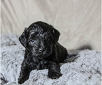 Small Photo #21 Schnoodle (Miniature) Puppy For Sale in AURORA, CO, USA