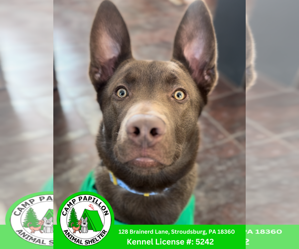 Medium Photo #1 Shepradors Puppy For Sale in Stroudsburg, PA, USA