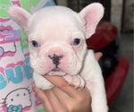 Small #1 French Bulldog