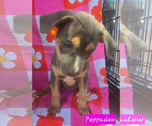 Medium Photo #4 Catahoula Leopard Dog-Labrador Retriever Mix Puppy For Sale in Alexander, AR, USA