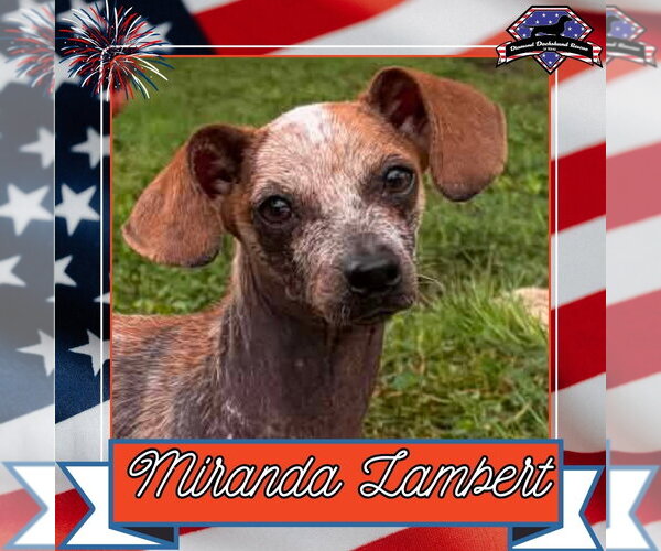 Medium Photo #4 Dachshund Puppy For Sale in San Antonio, TX, USA