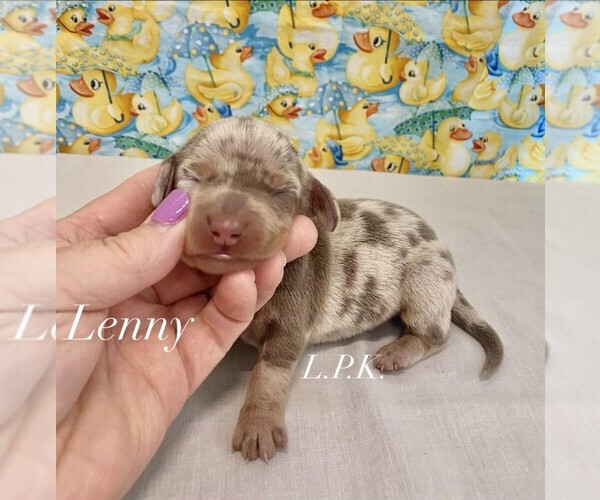 Medium Photo #1 Dachshund Puppy For Sale in WINNSBORO, LA, USA