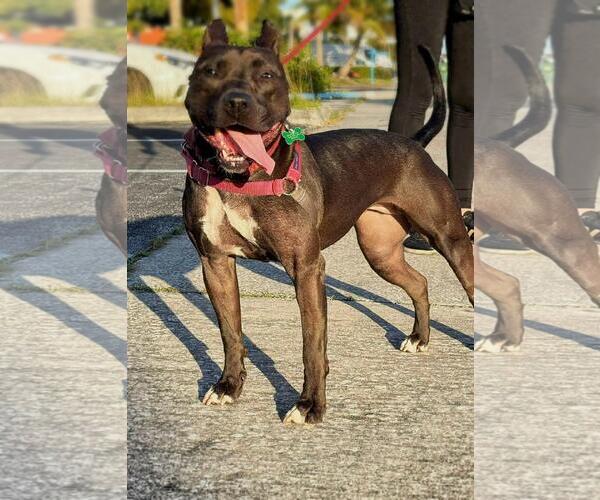 Medium Photo #16 Mutt Puppy For Sale in Pompano Beach , FL, USA