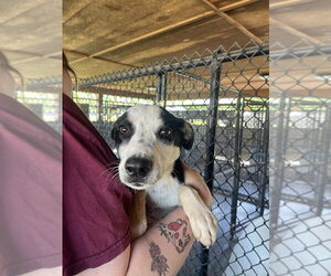 Border-Aussie Dogs for adoption in Bolivar, MO, USA