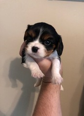 Cavalier King Charles Spaniel Puppy for sale in MONTGOMERY, AL, USA