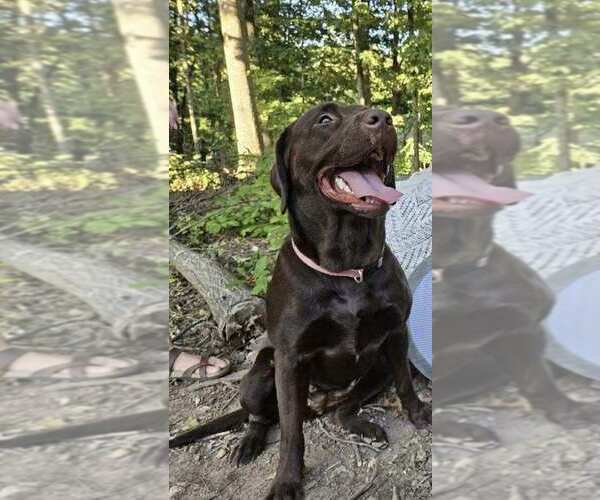Medium Photo #1 Labrador Retriever Puppy For Sale in CLOVERDALE, VA, USA