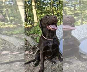 Mother of the Labrador Retriever puppies born on 08/04/2025