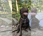 Small Photo #1 Labrador Retriever Puppy For Sale in CLOVERDALE, VA, USA