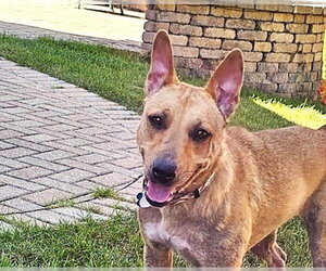 Labrador Retriever-Unknown Mix Dogs for adoption in Plainfield, IL, USA