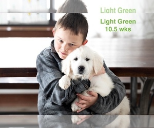English Cream Golden Retriever Puppy for sale in DENVER, CO, USA