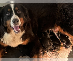 Bernese Mountain Dog Puppy for Sale in LAKOTA, Iowa USA