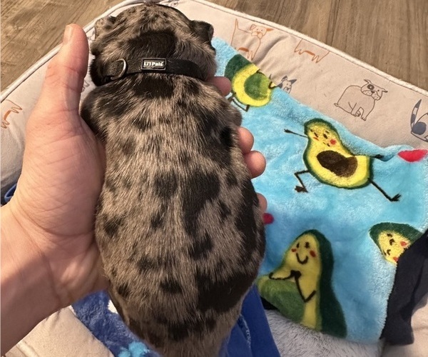 Medium Photo #4 French Bulldog Puppy For Sale in OSWEGO, IL, USA