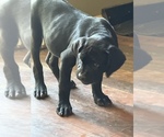 Small #1 Cane Corso
