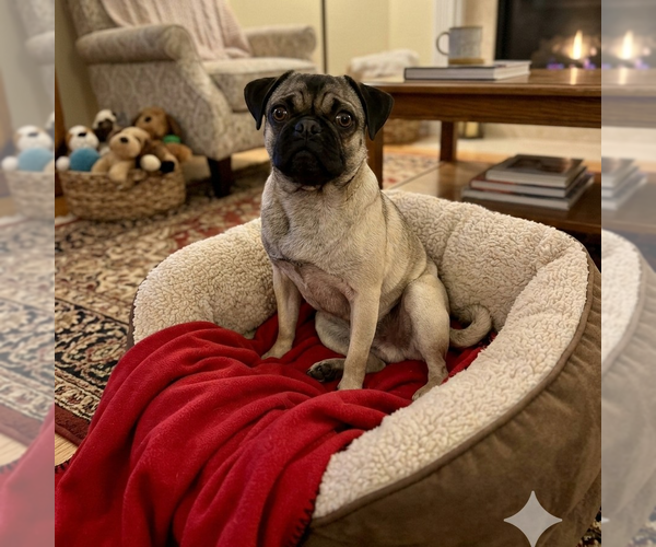 Medium Photo #1 Pug Puppy For Sale in Vail, AZ, USA