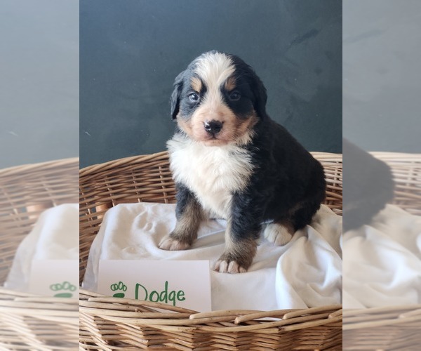 Medium Photo #3 Bernese Mountain Dog Puppy For Sale in WEBSTER, MN, USA