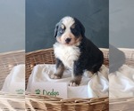 Small #2 Bernese Mountain Dog