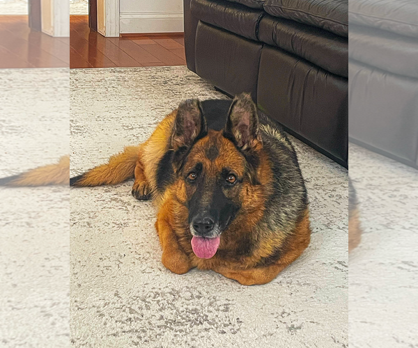 Medium Photo #5 German Shepherd Dog Puppy For Sale in Millburn, NJ, USA