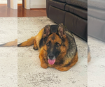 Small #4 German Shepherd Dog
