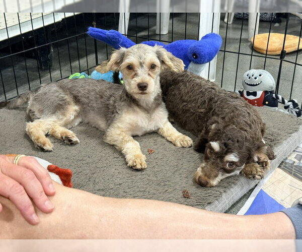 Medium Photo #2 Poodle (Miniature)-Unknown Mix Puppy For Sale in Agoura Hills, CA, USA