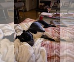 Small #4 American Pit Bull Terrier-American Staffordshire Terrier Mix