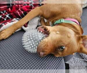 Gurl - Female Mutt Dog for Adoption - Photo #15
