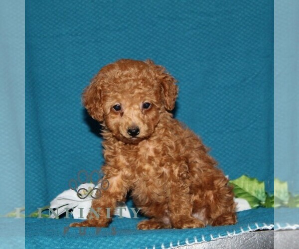 Medium Photo #3 Poodle (Toy) Puppy For Sale in NORTH EAST, MD, USA