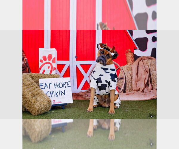 Medium Photo #4 Boxer Puppy For Sale in Austin, TX, USA