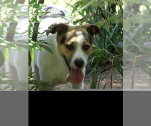 Toupee - Male Mutt Dog for Adoption - Photo #4