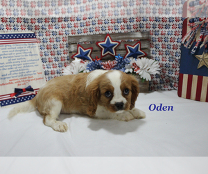 Cavalier King Charles Spaniel Puppy for sale in CHANUTE, KS, USA