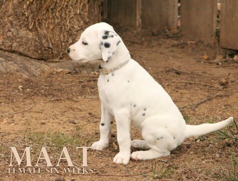 Medium Photo #36 Dalmatian Puppy For Sale in ENID, OK, USA