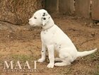 Small Photo #36 Dalmatian Puppy For Sale in ENID, OK, USA
