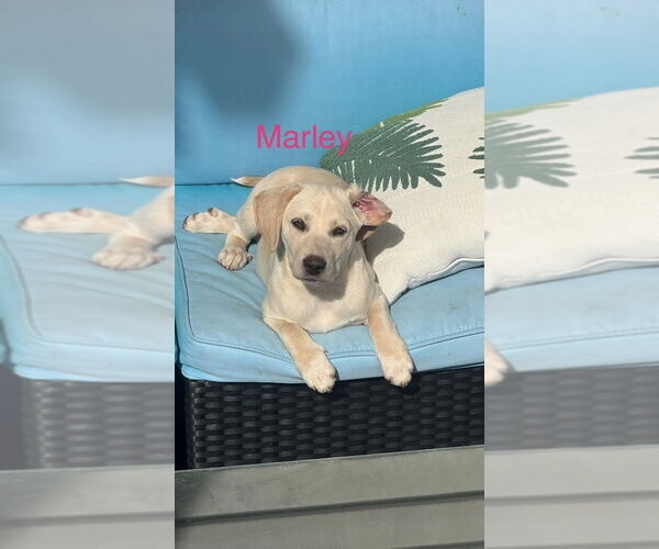 Medium Photo #2 Boxador Puppy For Sale in Aurora, IN, USA